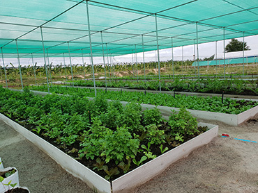 Shade Net a technical textile used to shade plants