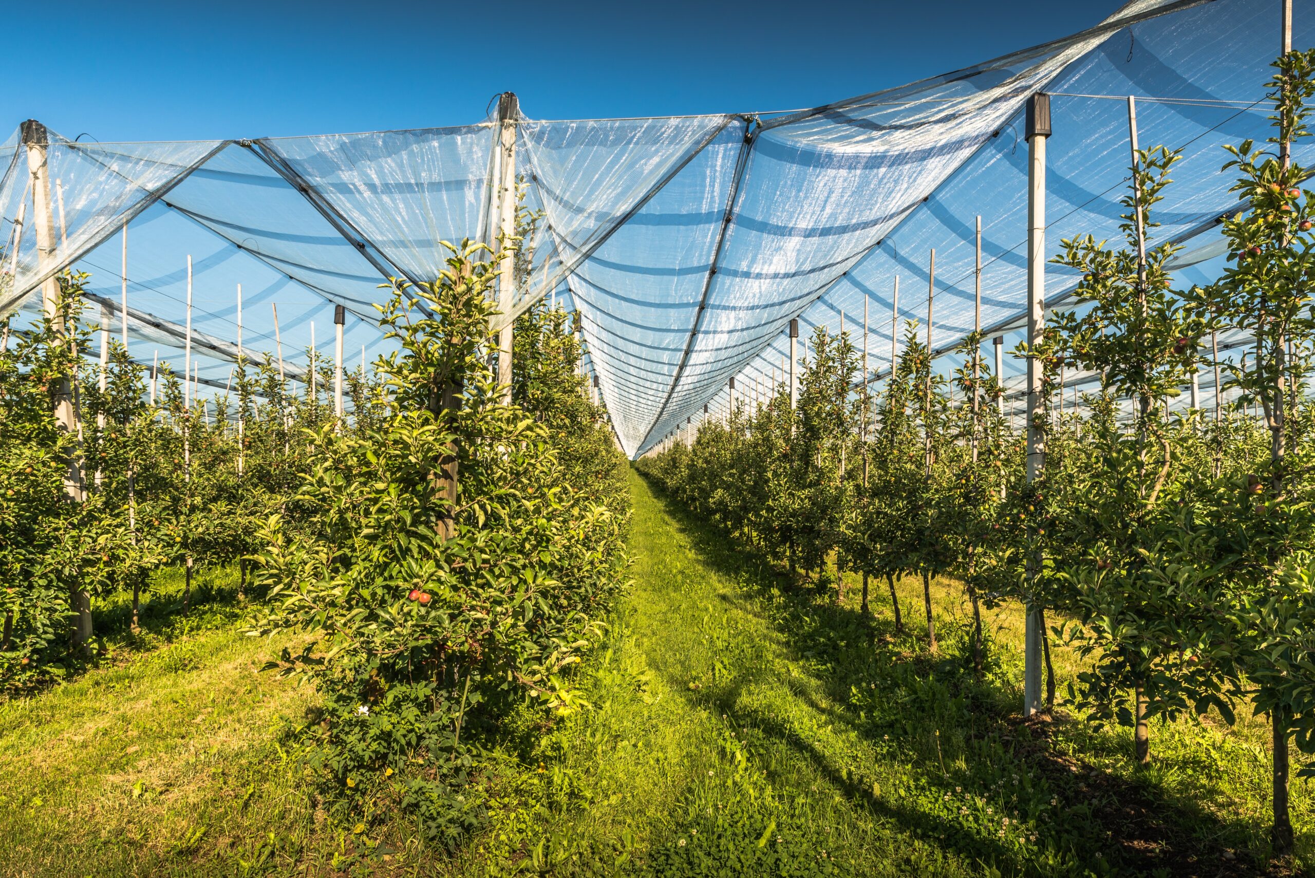 Anti-Hail Net a technical textile 