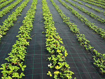 Weed Block a technical textile used in field to prevent weeds growing